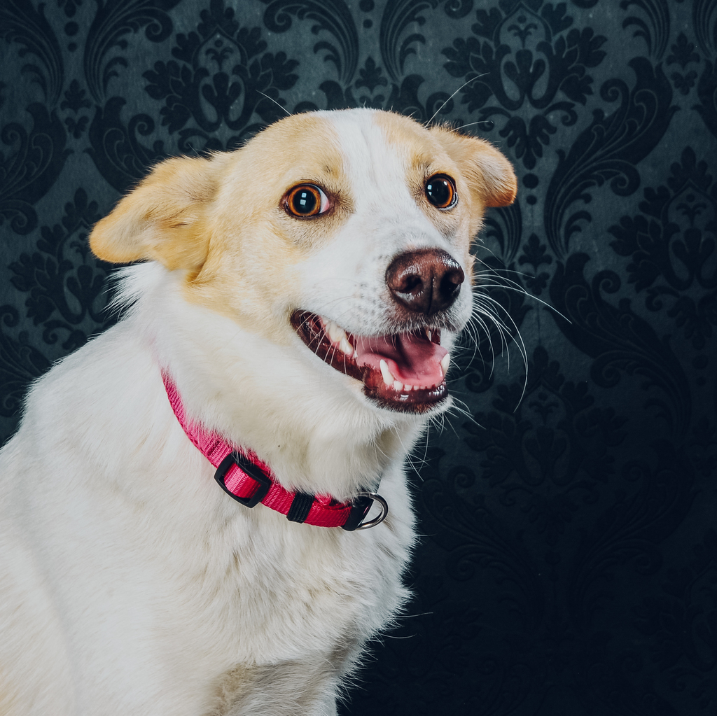 Co-Trainerin: Mazurka