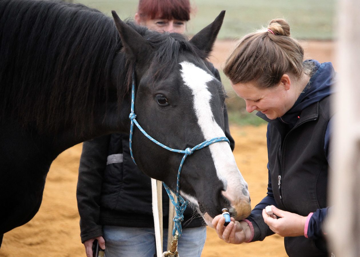 Raindrop Massage Pferd Ausbildung