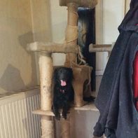 Lisa :-) Der Katzenhund ist immer unser Hausclown