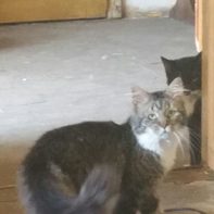 Das ist der Liebling meines Mannes "Butters" Ruhe in Frieden kleiner Schatz