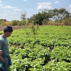 Begleitung eines Farmers, der Bohnen und Kartoffeln anbaut