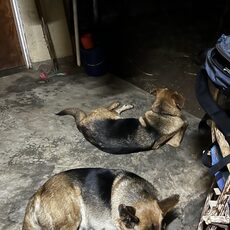 Nächtliche Besucher, nachdem sie eine Ziege auf dem Framgelände gejagt haben