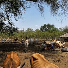 Die Farm ist 350 ha groß und hat ca 150 Kühe