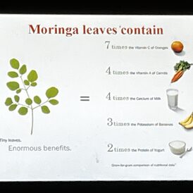 Wunderpflanze Moringa 