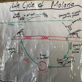 Kreislauf von Malaria 