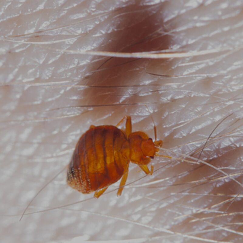 Bettwanze auf der Haut