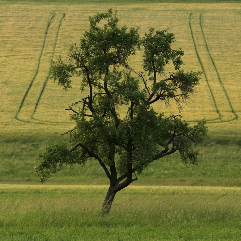 Baum auf einer Wiese