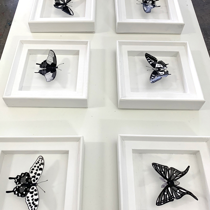 Schmetterlingssammlung
